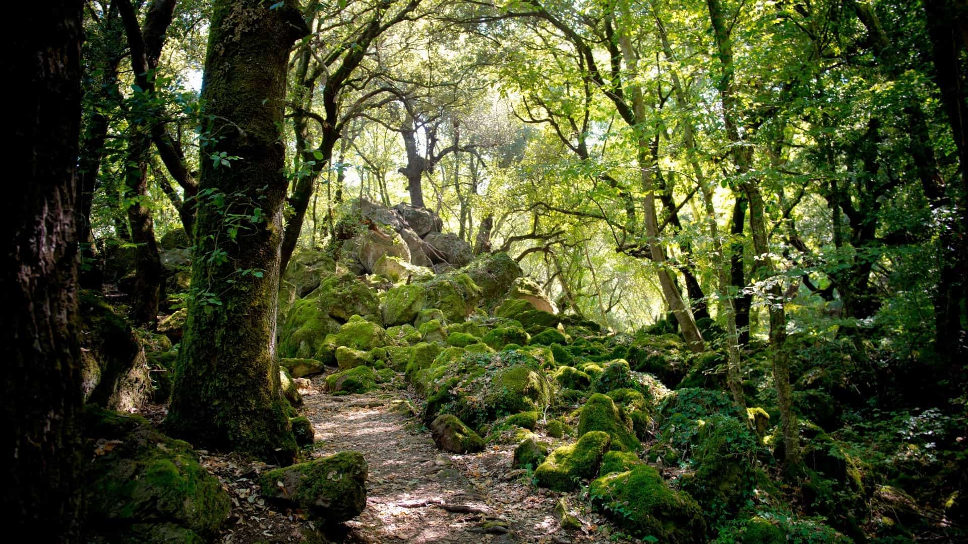 Il Bosco Monumentale del Sasseto