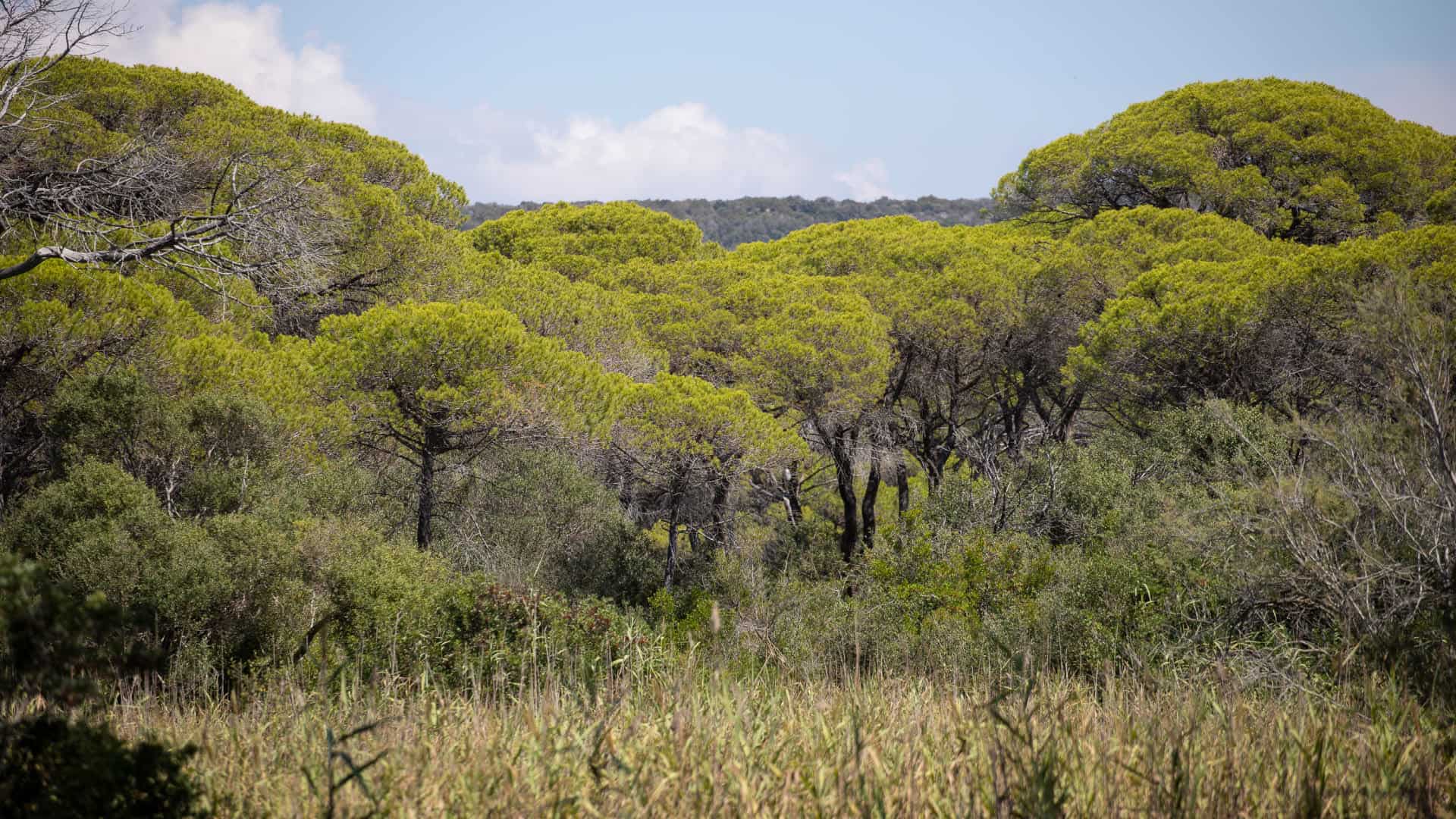 Vista naturalistica nel Parco della Maremma