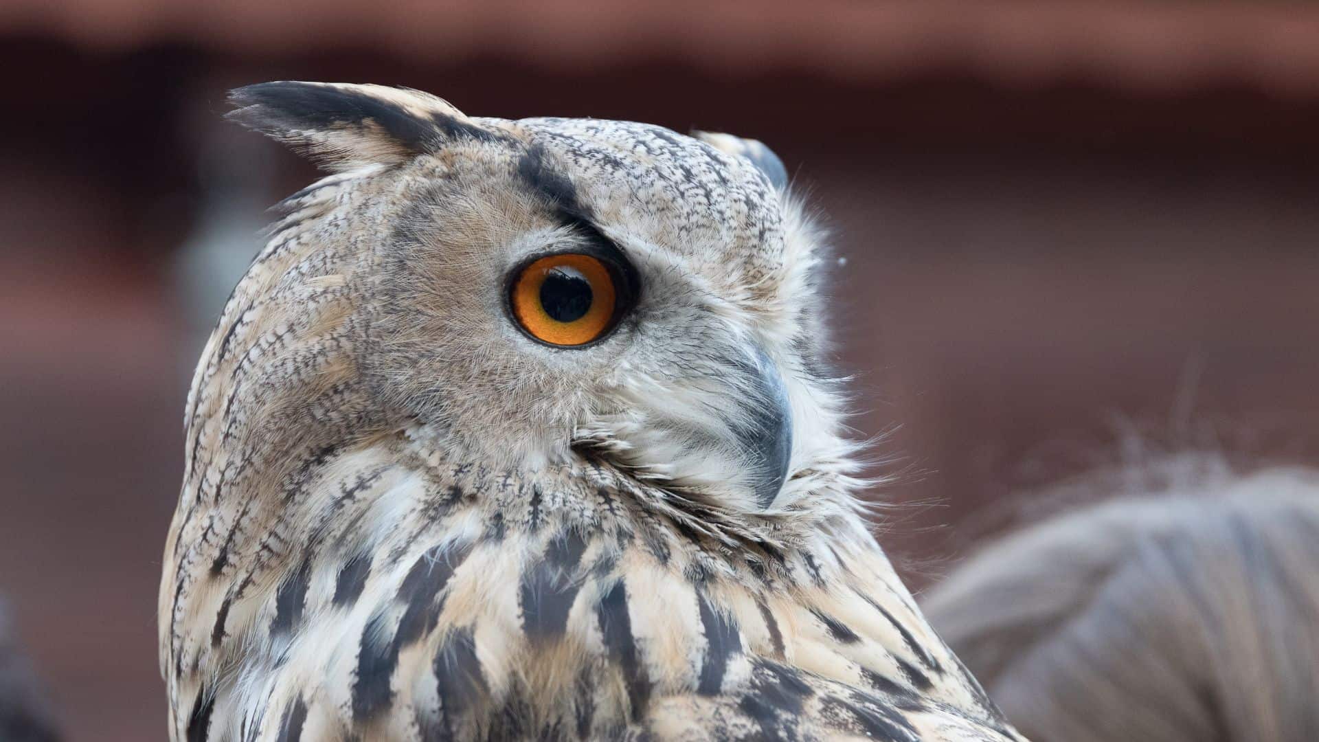 Primissimo piano di un falco