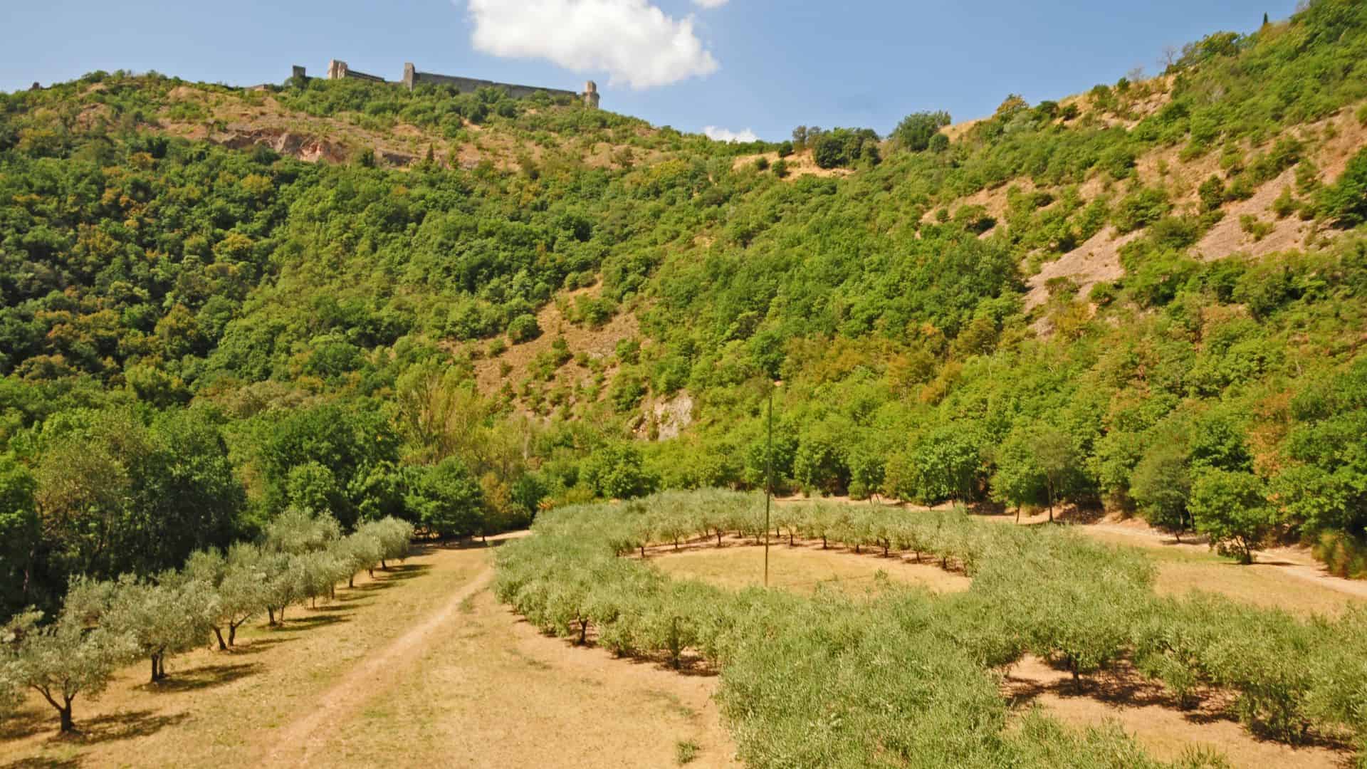 Scorcio del Bosco di San Francesco ad Assisi