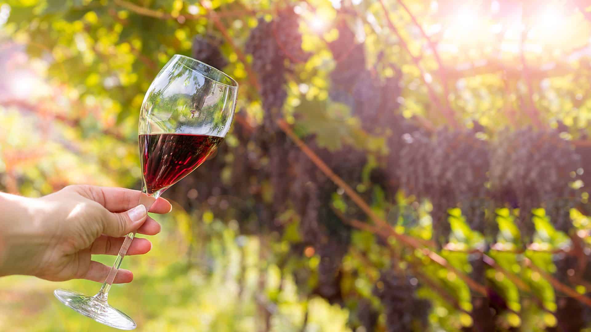 Calice di vino rosso con vigneto sullo sfondo