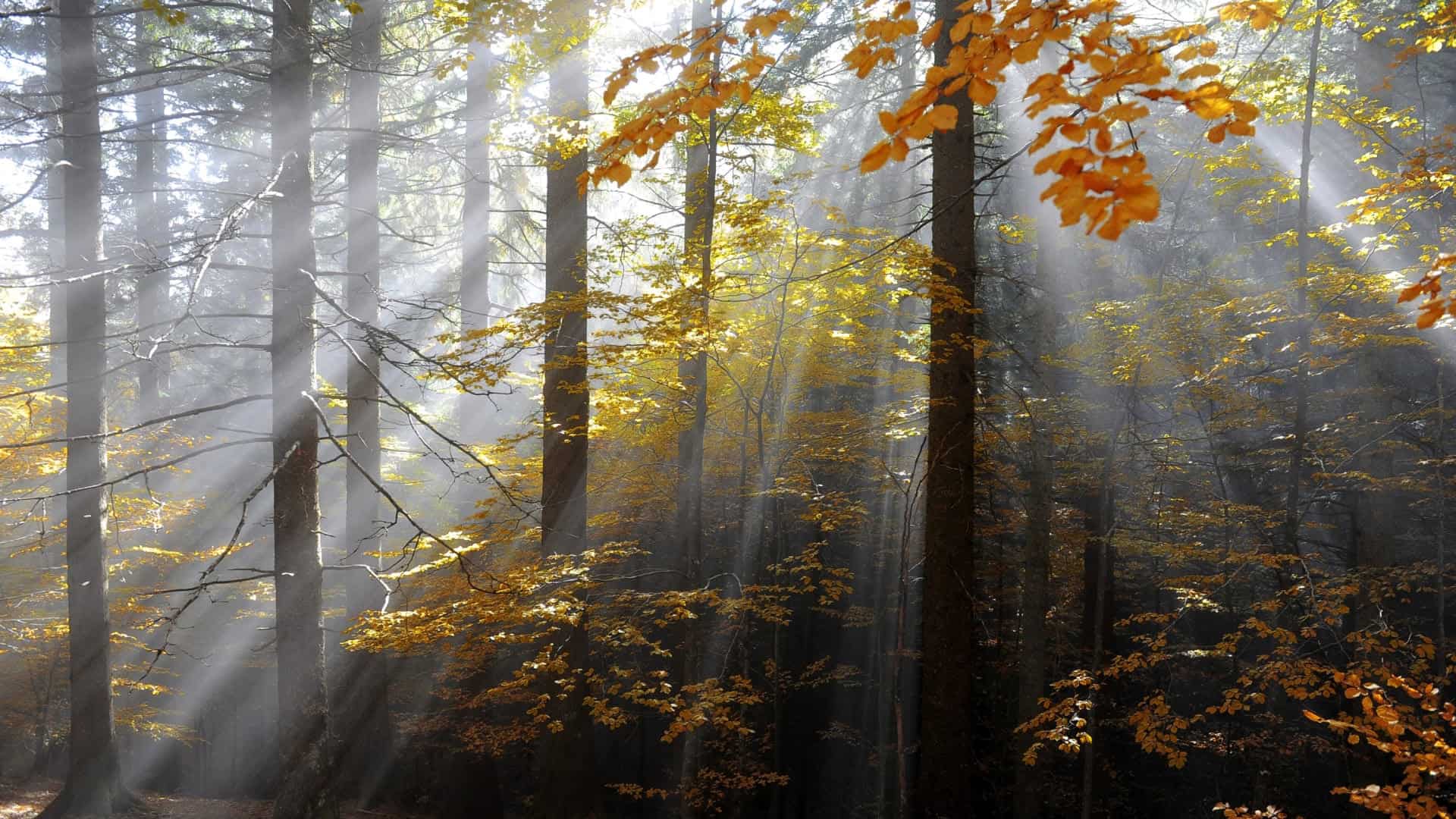 Raggi del sole che filtrano tra i rami di un bosco