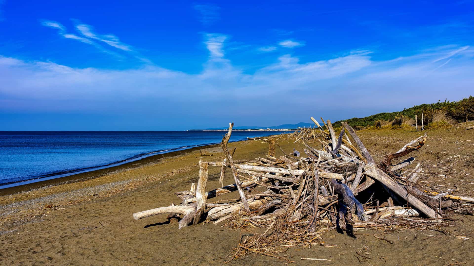 La spiaggia Marina di Bibbona con rami secchi accatastati 