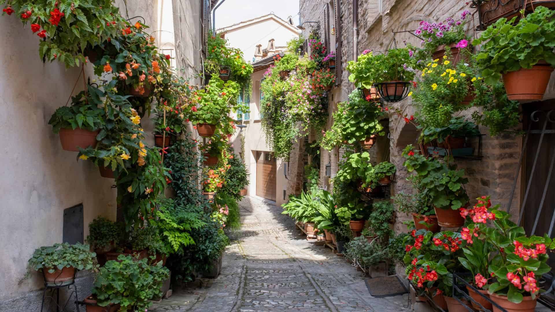 Una strada piena di fiori a Spello