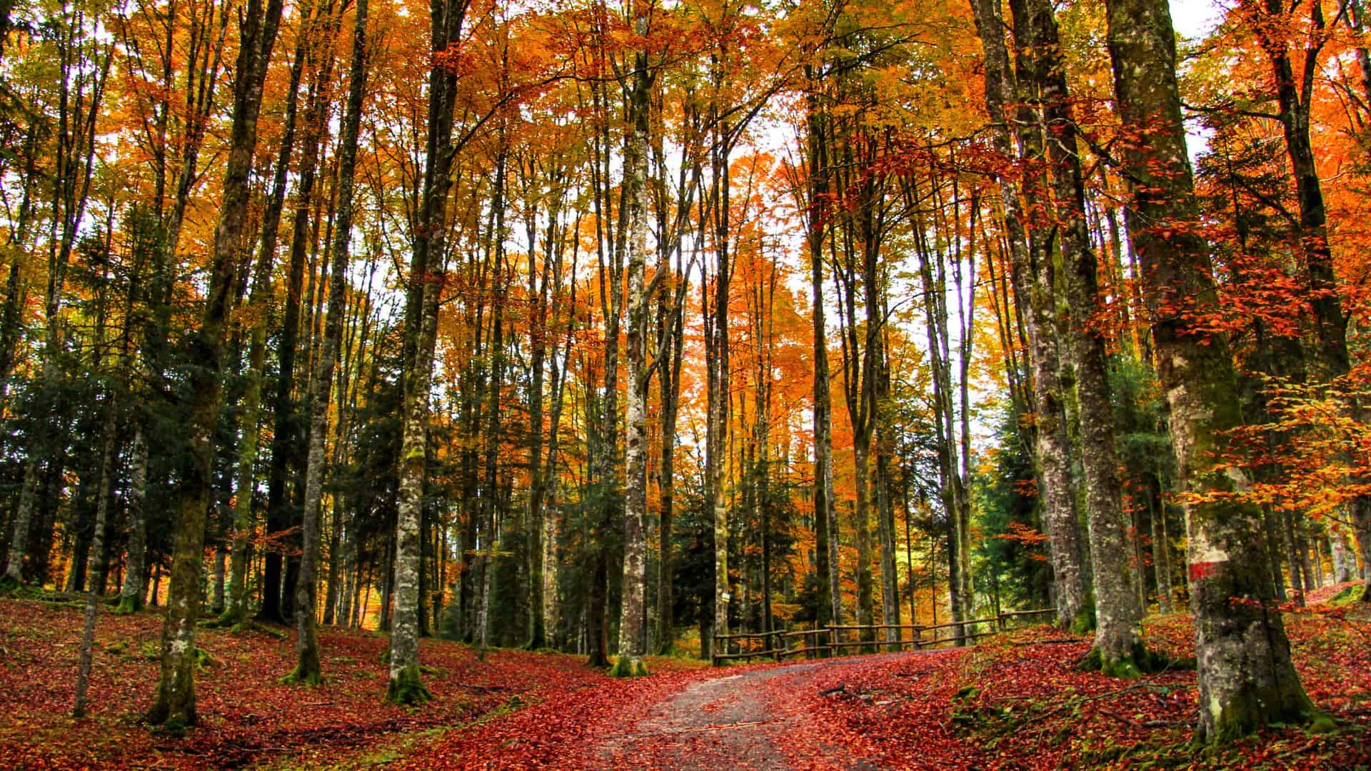 Il bosco del Cansiglio con colori autunnali