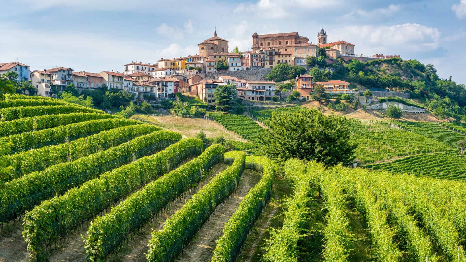 Campi di viti nelle Langhe