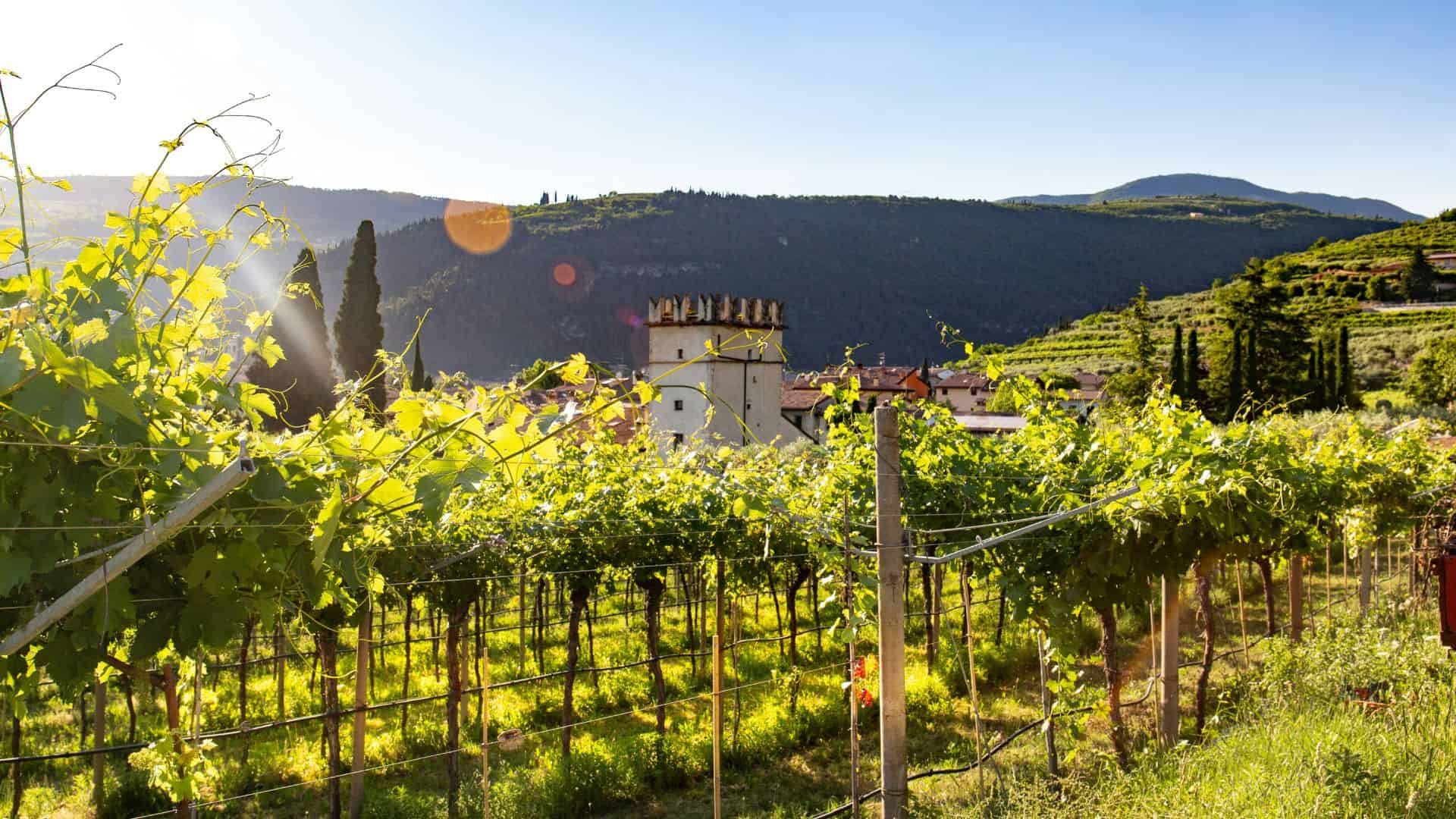 Paesaggio in Veneto dove si coltivano le vigne. Foto di Daniel Vogel